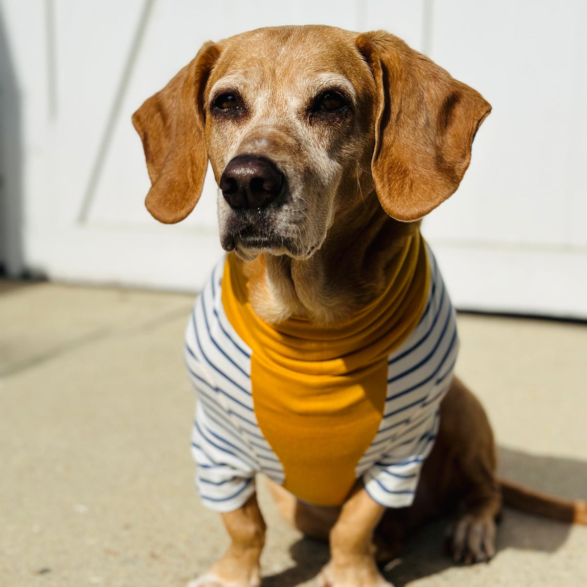 The Lincoln (Clearance) The Long Dog Clothing Co.