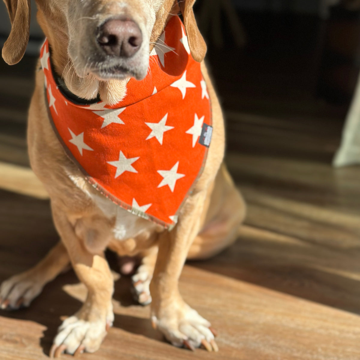 The Independence The Long Dog Clothing Co.