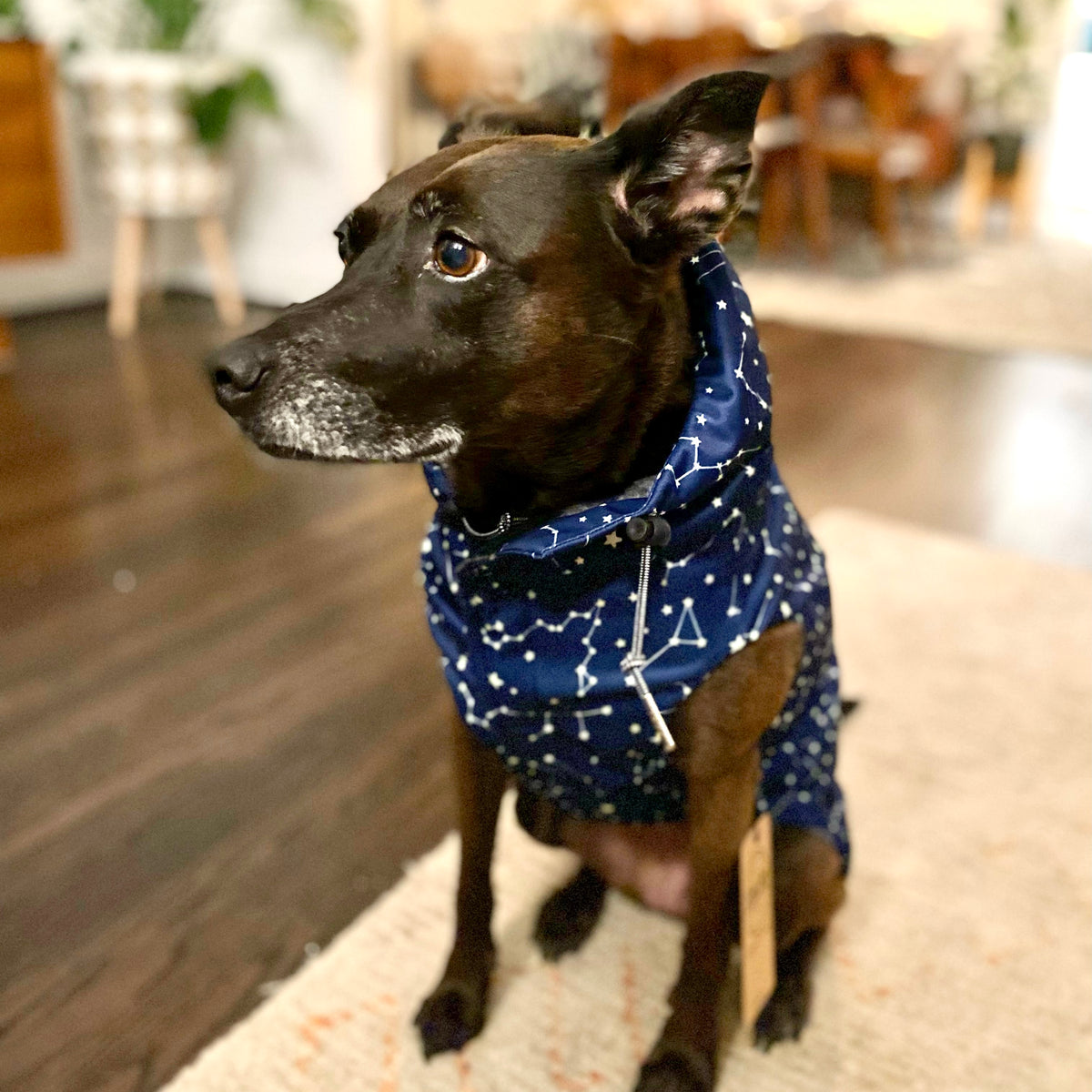 The Zodiac Raincoat The Long Dog Clothing Co.