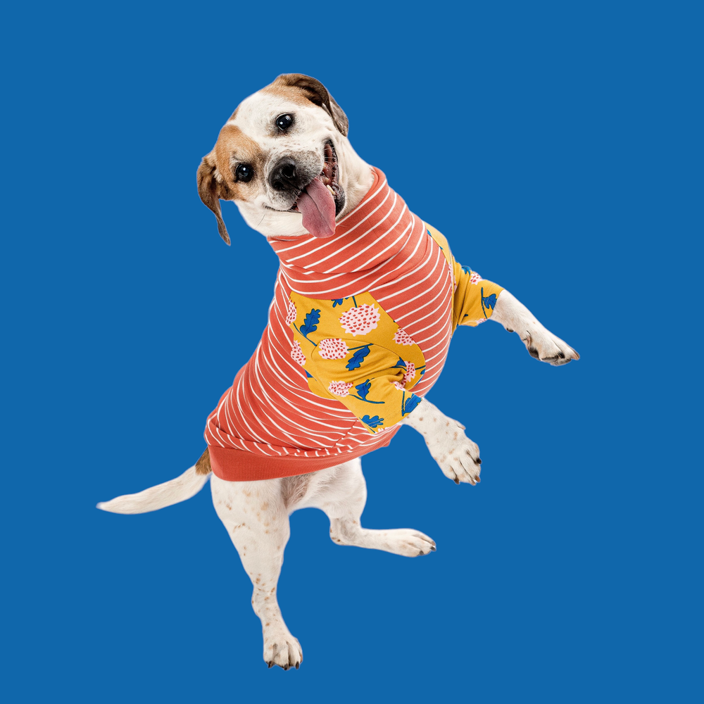 Clearance dog outlet clothes