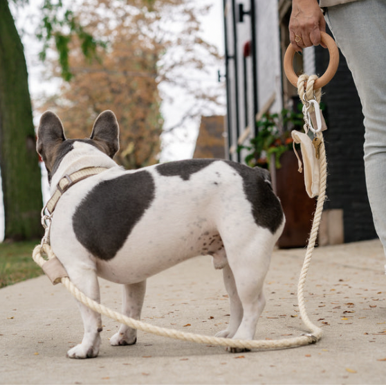 Carbon Neutral Eco Friendly Dog Leash with Small Storage Bag